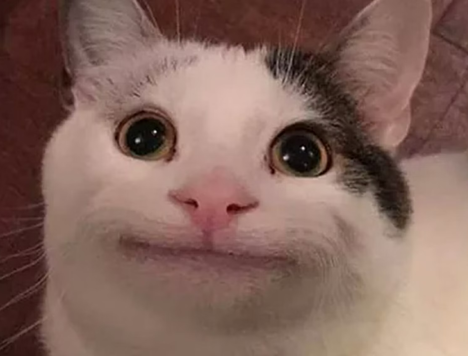 Straight face cat Blank Meme Template