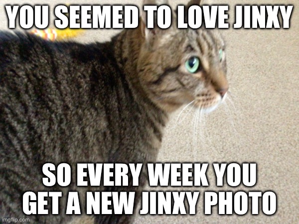 (Notice, unless I’m on a break or if this cat won’t stay still, it took me 30 tries for this photo) | YOU SEEMED TO LOVE JINXY; SO EVERY WEEK YOU GET A NEW JINXY PHOTO | image tagged in memes,funny,jinxy,cats,oh wow are you actually reading these tags,you have been eternally cursed for reading the tags | made w/ Imgflip meme maker
