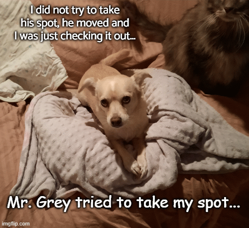 You thief... | I did not try to take his spot, he moved and I was just checking it out... Mr. Grey tried to take my spot... | image tagged in gifs,murphy,mr grey,competion | made w/ Imgflip images-to-gif maker