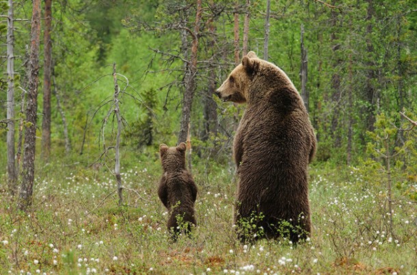High Quality Do bears pee in the woods? Blank Meme Template