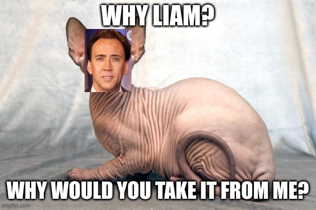 Hairless cat | WHY LIAM? WHY WOULD YOU TAKE IT FROM ME? | image tagged in hairless cat | made w/ Imgflip meme maker