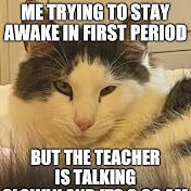 High Quality Cute cat meme Blank Meme Template