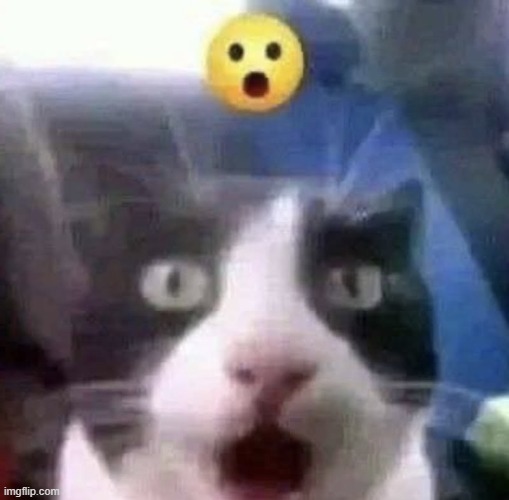 shocked cat | image tagged in shocked cat | made w/ Imgflip meme maker