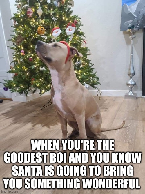 Christmas Pitty | WHEN YOU'RE THE GOODEST BOI AND YOU KNOW SANTA IS GOING TO BRING YOU SOMETHING WONDERFUL | image tagged in christmas,pitty,pitbulls,good boy,dogs | made w/ Imgflip meme maker