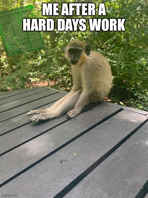 Hard days work | ME AFTER A HARD DAYS WORK | image tagged in hard days work | made w/ Imgflip meme maker