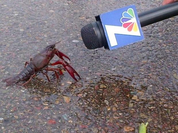 High Quality Crawfish Interview Blank Meme Template
