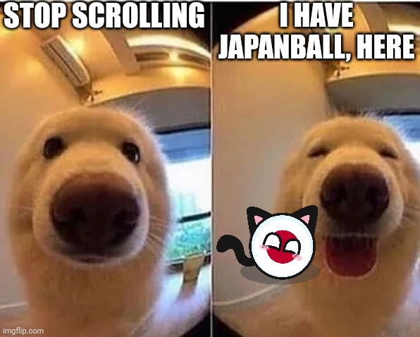 wholesome doggo | STOP SCROLLING; I HAVE JAPANBALL, HERE | image tagged in wholesome doggo | made w/ Imgflip meme maker