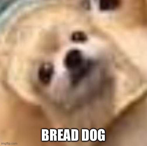 Food or pet | BREAD DOG | image tagged in bread,memes | made w/ Imgflip meme maker