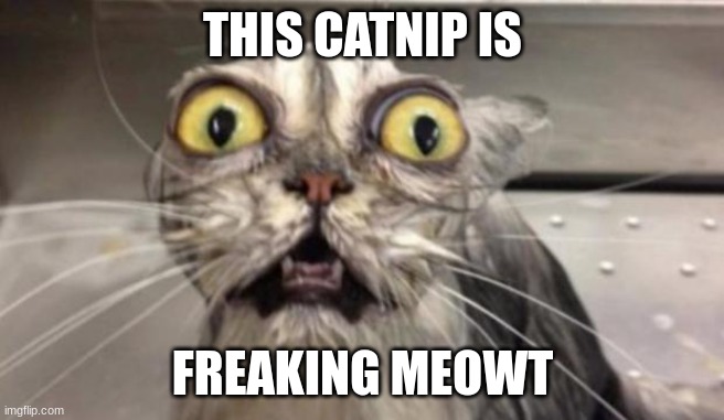 Crazy Cat | THIS CATNIP IS; FREAKING MEOWT | image tagged in crazy cat,catnip | made w/ Imgflip meme maker