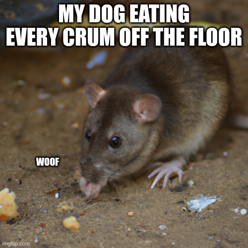 Dogs be like | MY DOG EATING EVERY CRUM OFF THE FLOOR; WOOF | image tagged in dog,rats,funny animals,cute,food | made w/ Imgflip meme maker