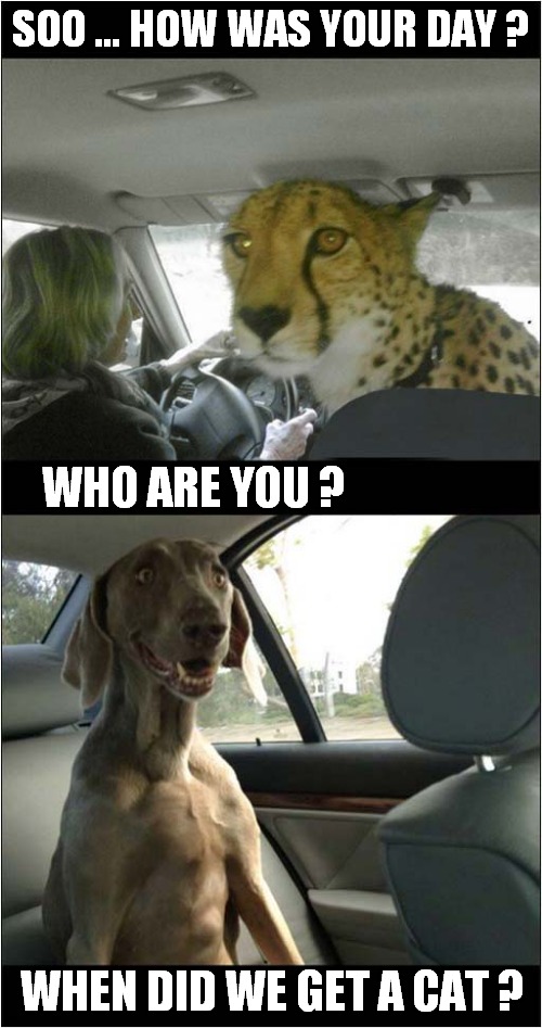 What Is Happening ? | SOO ... HOW WAS YOUR DAY ? WHO ARE YOU ? WHEN DID WE GET A CAT ? | image tagged in dogs,cheetah | made w/ Imgflip meme maker