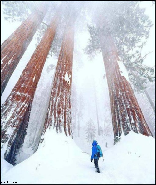 A Snowy Sequoia National Park California | image tagged in sequoia,snow | made w/ Imgflip meme maker