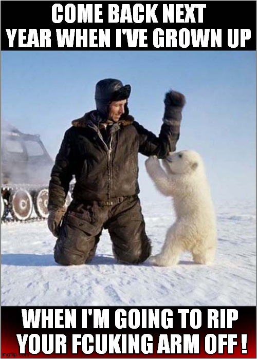 A Polar Bear Cub Makes A Promise ! | COME BACK NEXT YEAR WHEN I'VE GROWN UP; WHEN I'M GOING TO RIP
 YOUR FCUKING ARM OFF ! | image tagged in polar bear,cubs,promises,dark humour | made w/ Imgflip meme maker