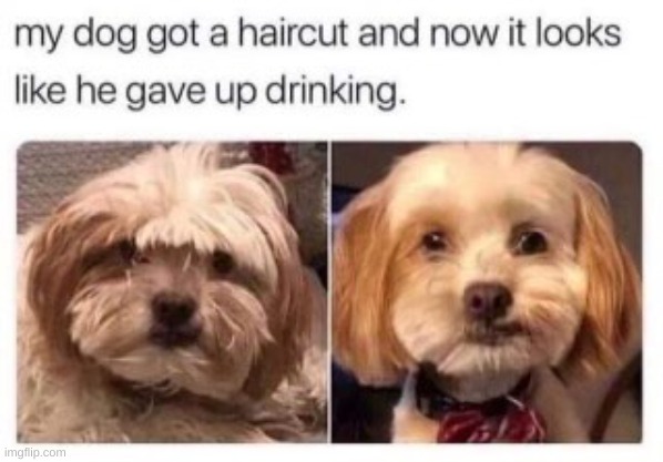 so funny lol | image tagged in funny | made w/ Imgflip meme maker