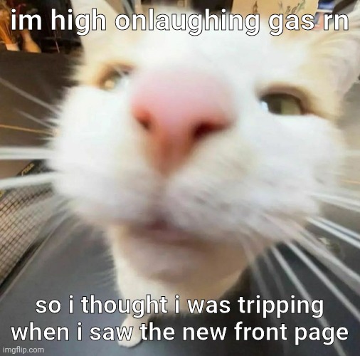 blehh cat | im high onlaughing gas rn; so i thought i was tripping when i saw the new front page | image tagged in blehh cat | made w/ Imgflip meme maker