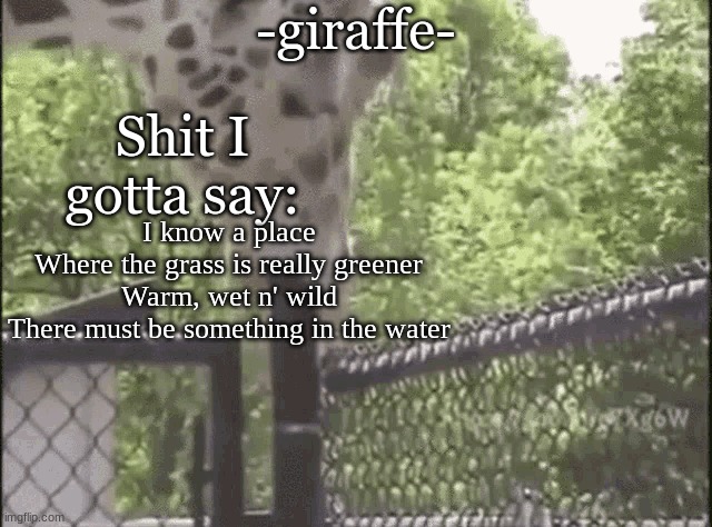 -giraffe- | I know a place
Where the grass is really greener
Warm, wet n' wild
There must be something in the water | image tagged in -giraffe- | made w/ Imgflip meme maker