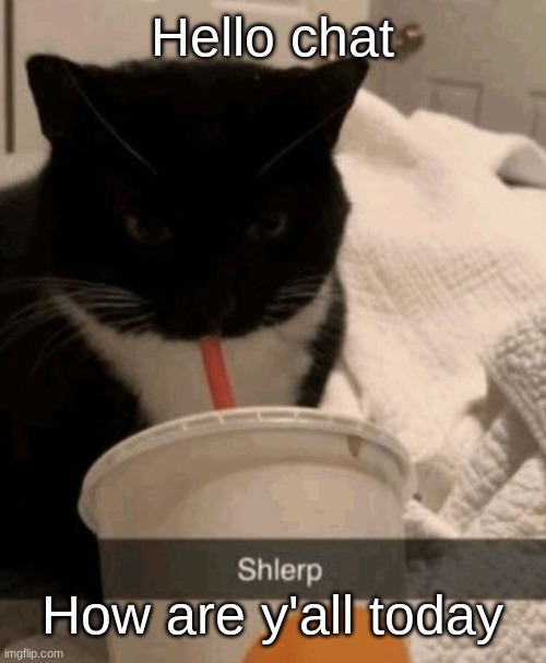 Shlerp | Hello chat; How are y'all today | image tagged in shlerp | made w/ Imgflip meme maker