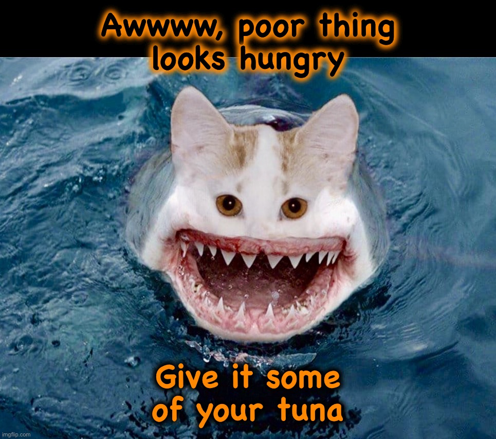 It’s just gonna want more | Awwww, poor thing
looks hungry; Give it some
of your tuna | image tagged in shat,shark,cat,memes,sharing is caring,monster | made w/ Imgflip meme maker