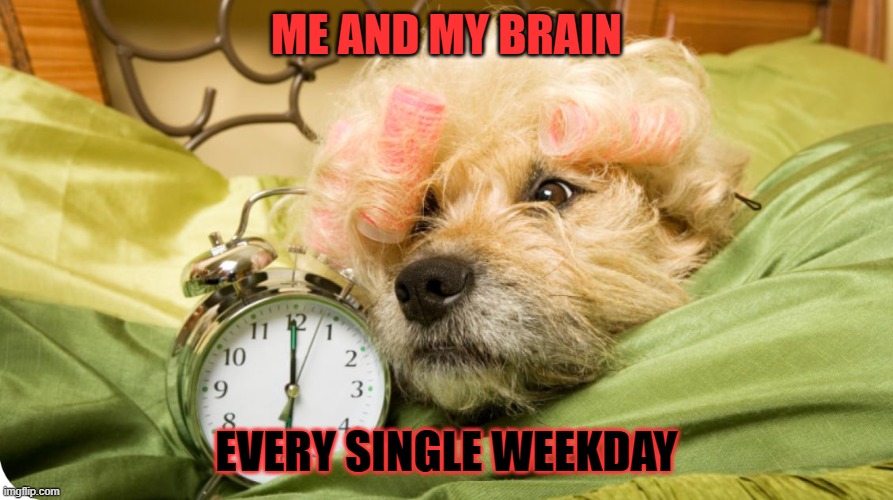 schooldays | ME AND MY BRAIN; EVERY SINGLE WEEKDAY | image tagged in school,weekdays,morning | made w/ Imgflip meme maker