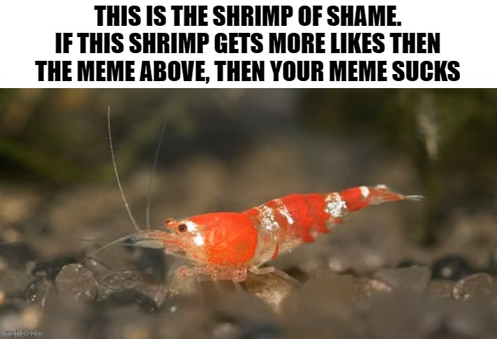the shrimp of shame | image tagged in the shrimp of shame | made w/ Imgflip meme maker