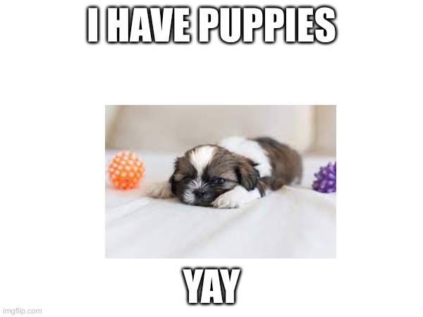 ah yes | I HAVE PUPPIES; YAY | image tagged in meme | made w/ Imgflip meme maker