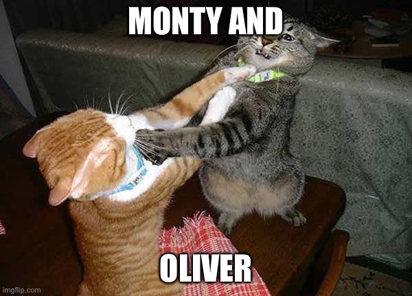 Two cats fighting for real | MONTY AND; OLIVER | image tagged in two cats fighting for real | made w/ Imgflip meme maker