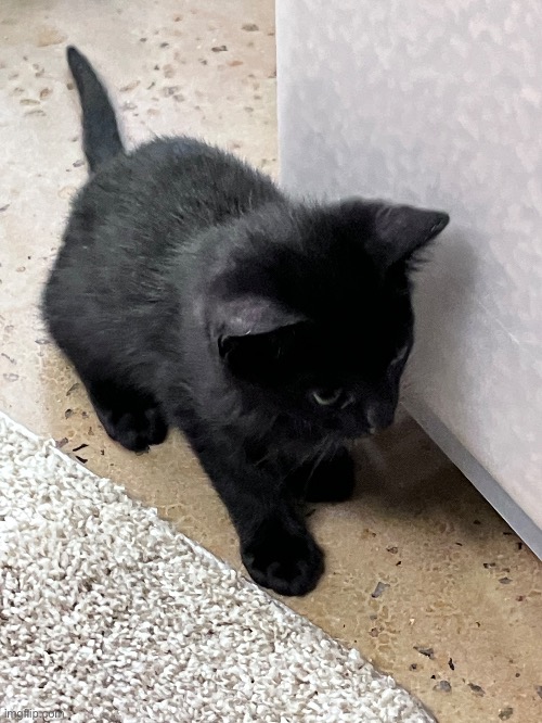 silly cat picture i took at the shelter | made w/ Imgflip meme maker