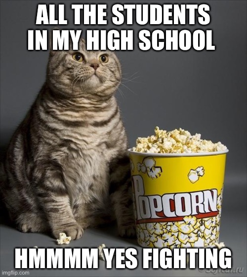 Cat eating popcorn | ALL THE STUDENTS IN MY HIGH SCHOOL; HMMMM YES FIGHTING | image tagged in cat eating popcorn | made w/ Imgflip meme maker