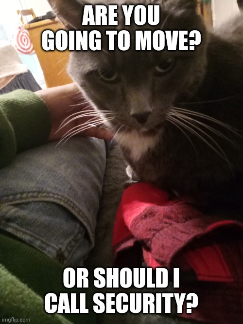 Do we have a problem? | ARE YOU GOING TO MOVE? OR SHOULD I CALL SECURITY? | image tagged in funny,cats are awesome | made w/ Imgflip meme maker