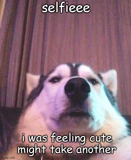 Dog Selfie | selfieee; i was feeling cute
might take another | image tagged in dog selfie,funny,fun | made w/ Imgflip meme maker