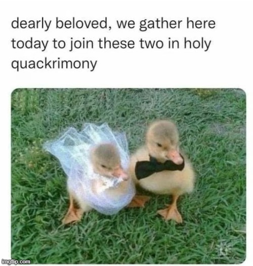 ducks to make your day better :>  | image tagged in ducks,wedding,cute | made w/ Imgflip meme maker