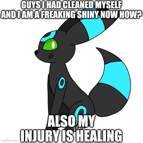 Midnight | GUYS I HAD CLEANED MYSELF AND I AM A FREAKING SHINY NOW HOW? ALSO MY INJURY IS HEALING | image tagged in midnight | made w/ Imgflip meme maker