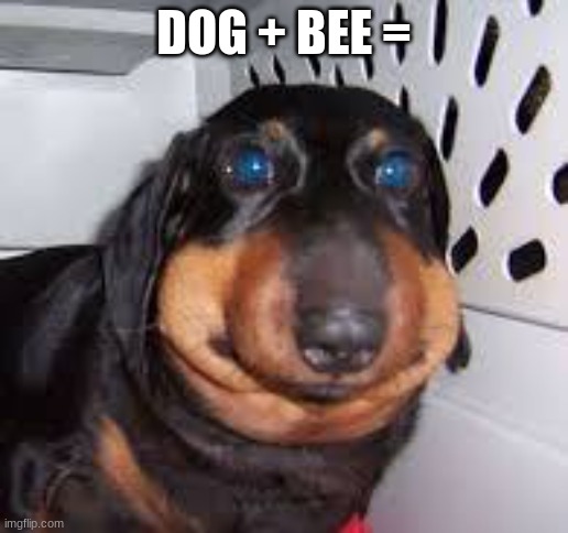 he ate a bee | DOG + BEE = | image tagged in he ate a bee | made w/ Imgflip meme maker