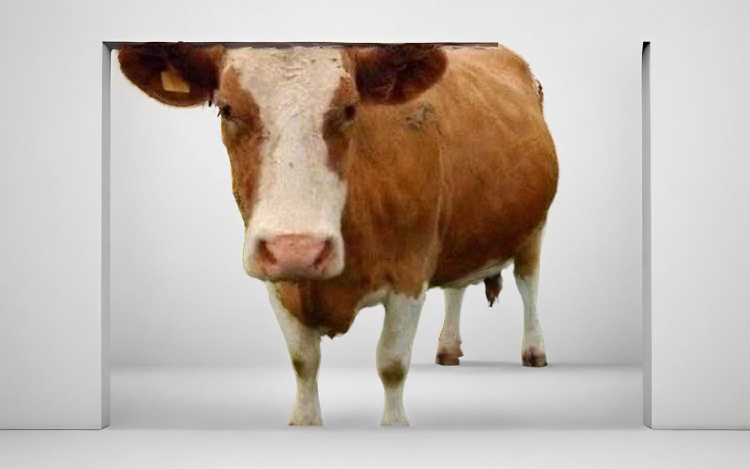 High Quality Cow in a white room Blank Meme Template