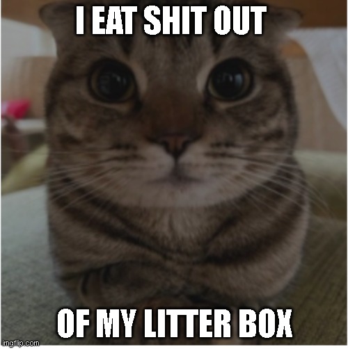 Cat who is guilty asl | I EAT SHIT OUT; OF MY LITTER BOX | image tagged in chill cat | made w/ Imgflip meme maker