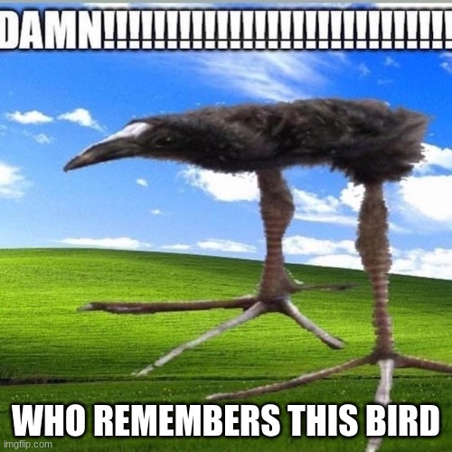 DAMN!!!!!!!!!!!!!!!!!!!!!!!!!!!! | WHO REMEMBERS THIS BIRD | image tagged in damn | made w/ Imgflip meme maker
