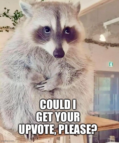 Raccoon Seeking Your Vote | COULD I GET YOUR UPVOTE, PLEASE? | image tagged in raccoon,upvote,upvotes,upvote begging,begging for upvotes | made w/ Imgflip meme maker