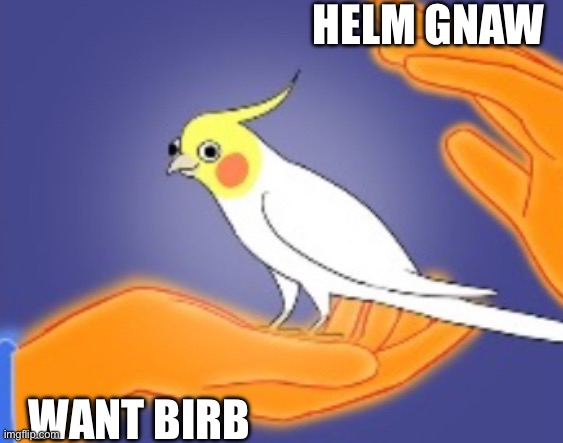 Birb | HELM GNAW; WANT BIRB | image tagged in birb | made w/ Imgflip meme maker