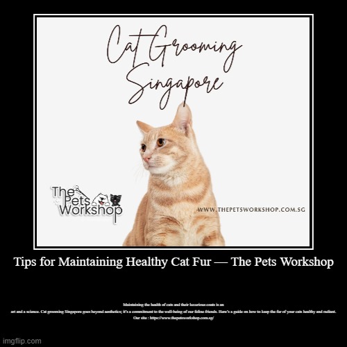 Tips for Maintaining Healthy Cat Fur — The Pets Workshop | Maintaining the health of cats and their luxurious coats is an art and a science. | image tagged in funny,demotivationals | made w/ Imgflip demotivational maker