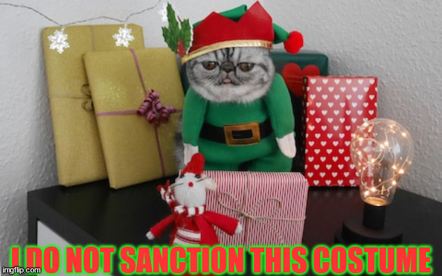 unsanctioned costume | I DO NOT SANCTION THIS COSTUME | image tagged in cat,grumpy cat,xmas,costume | made w/ Imgflip meme maker