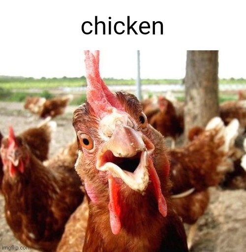 chiken | chicken | image tagged in chiken | made w/ Imgflip meme maker