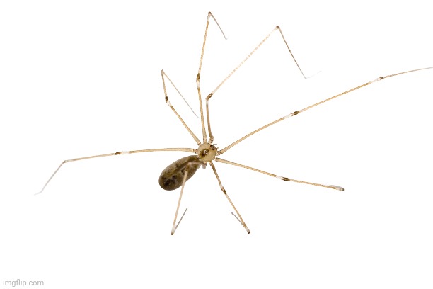 Daddy Long Legs Spider | image tagged in daddy long legs spider | made w/ Imgflip meme maker