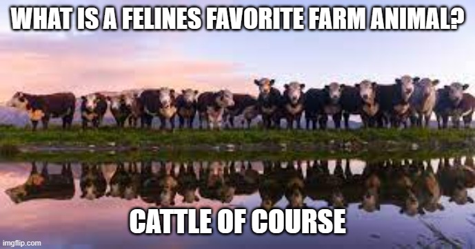 meme by Brad cats like cattle | WHAT IS A FELINES FAVORITE FARM ANIMAL? CATTLE OF COURSE | image tagged in cat meme | made w/ Imgflip meme maker