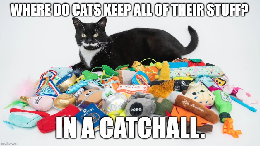 meme by Brad cat using a catchall | WHERE DO CATS KEEP ALL OF THEIR STUFF? IN A CATCHALL. | image tagged in cat meme | made w/ Imgflip meme maker