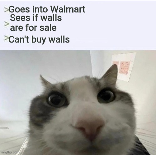 Cat looks inside | Goes into Walmart; Sees if walls are for sale; Can't buy walls | image tagged in cat looks inside | made w/ Imgflip meme maker