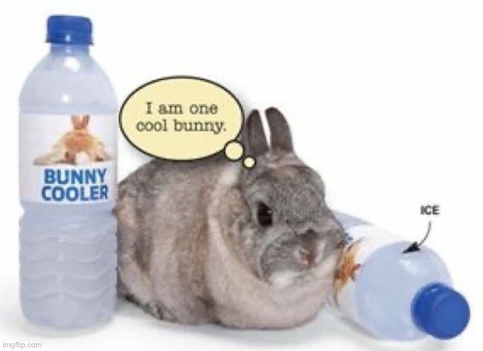 he is one cool bunny. | made w/ Imgflip meme maker