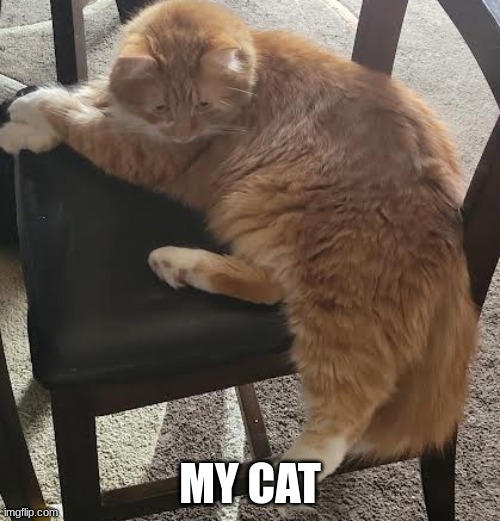 MY CAT | image tagged in cat | made w/ Imgflip meme maker