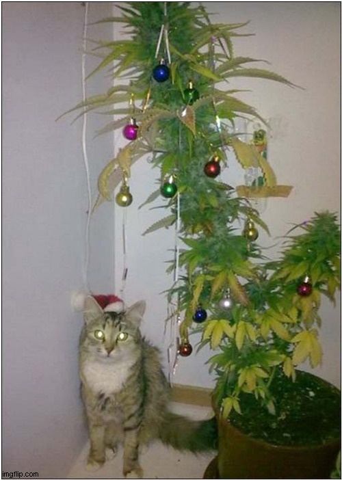 Have A VERY Merry Christmas ! | image tagged in cats,christmas tree,cannabis | made w/ Imgflip meme maker