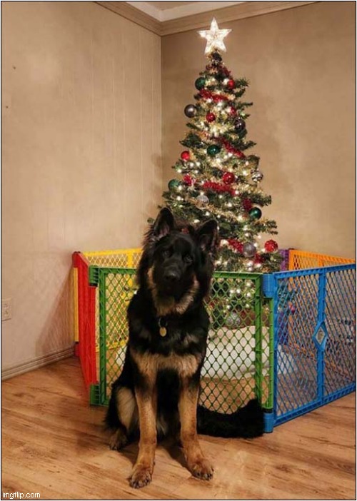 Did You Think That This Fence Will Protect The Tree ? | image tagged in dogs,german shepherd,christmas tree,fence,protection | made w/ Imgflip meme maker