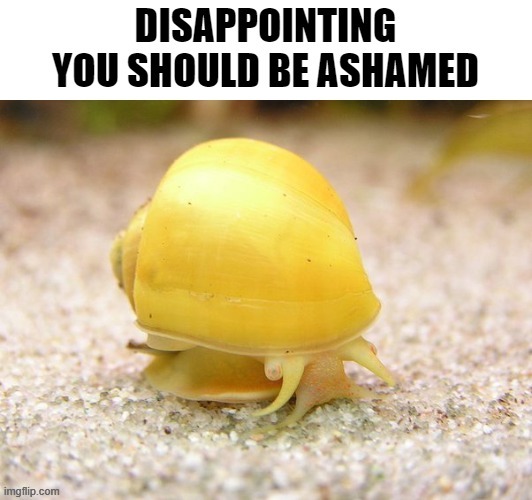 dissapointed snail | image tagged in dissapointed snail | made w/ Imgflip meme maker